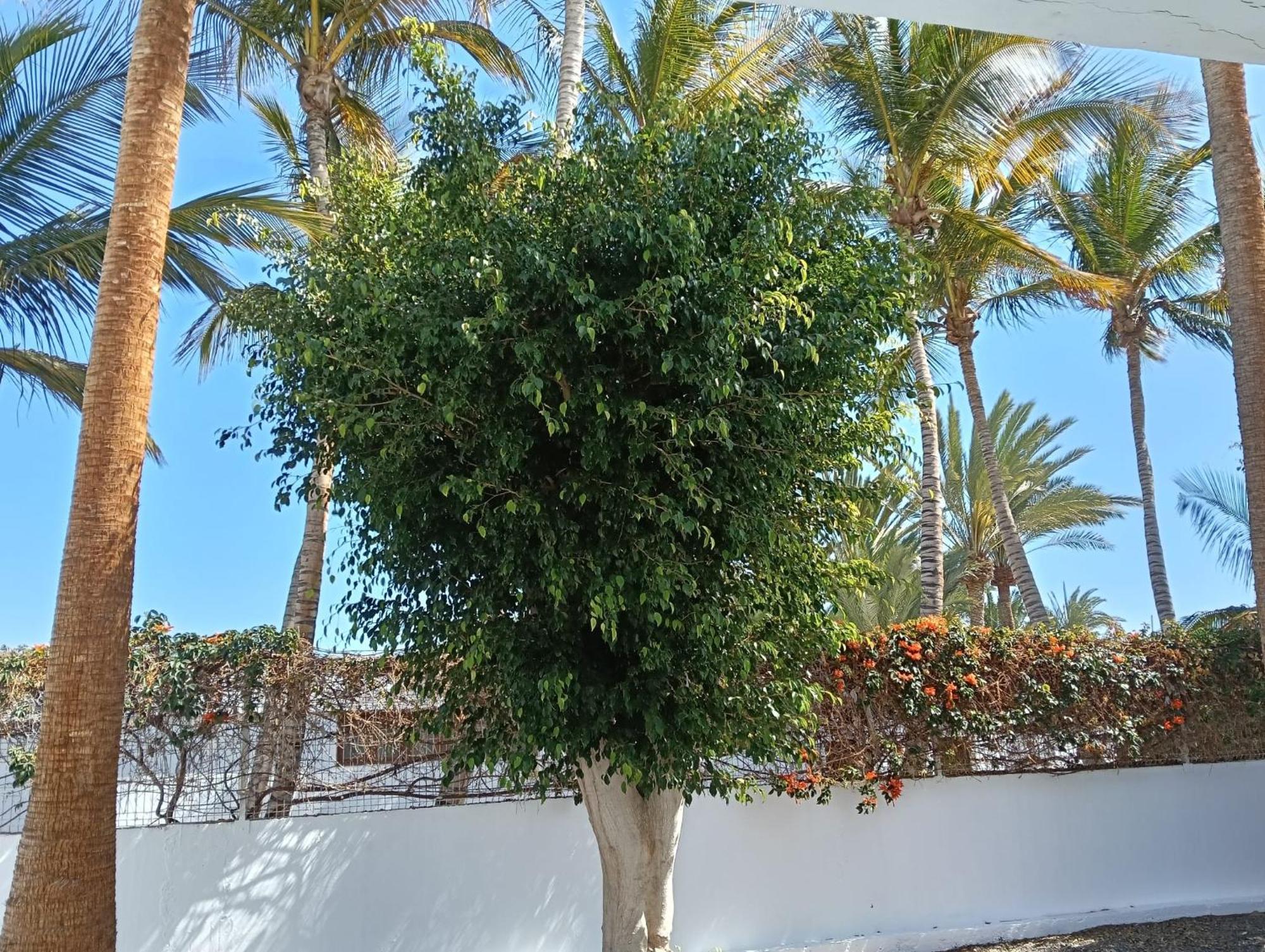Appartamento Las Palmas Tarajalejo Exterior foto